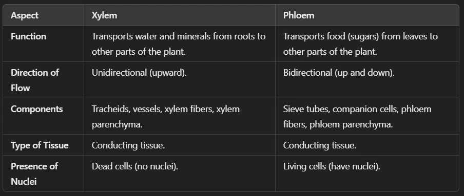Difference Between Xylem and Phloem (Plant Tissues)